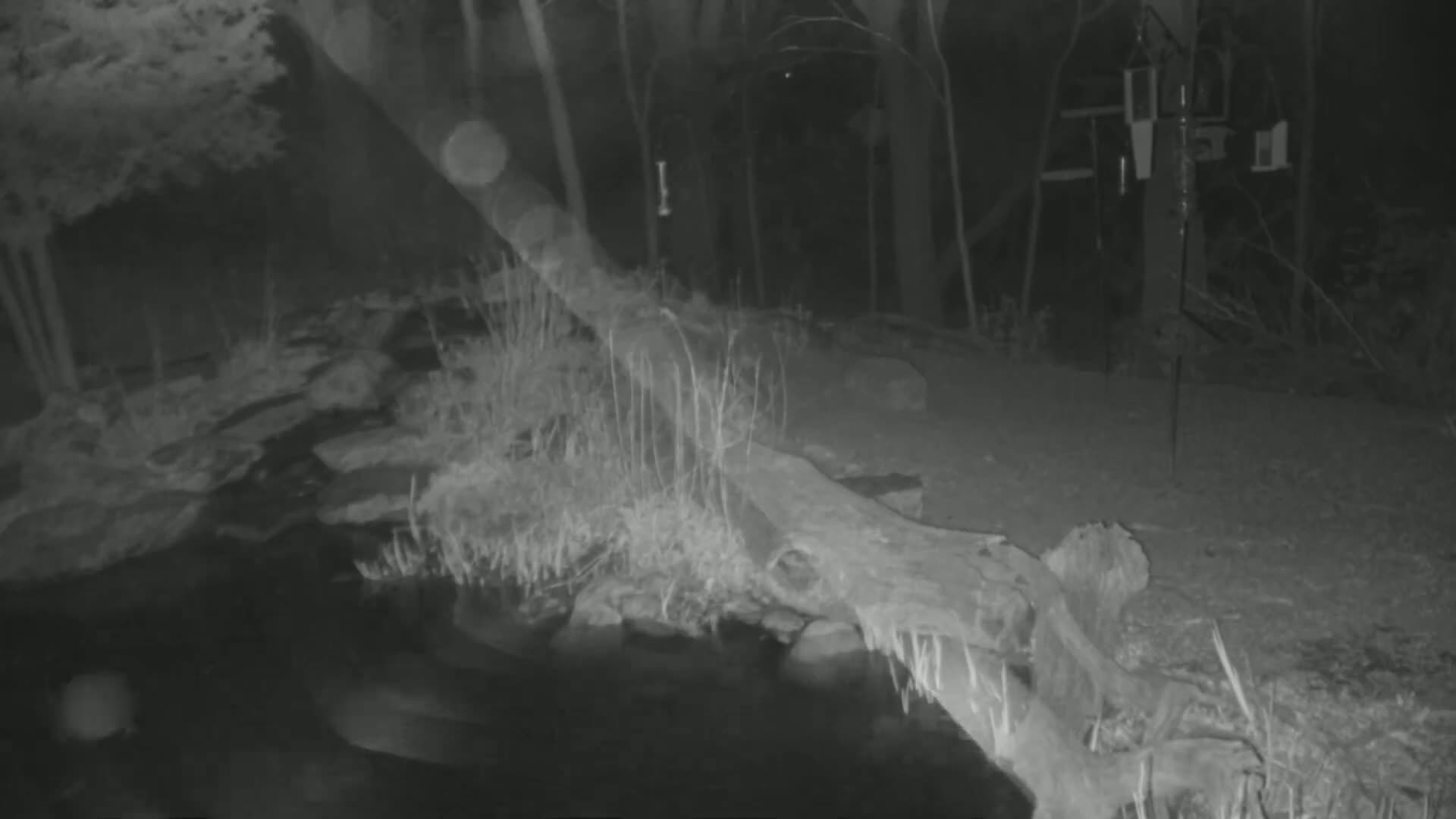A fallen log lies across a small stream in a dark, wooded area at night.