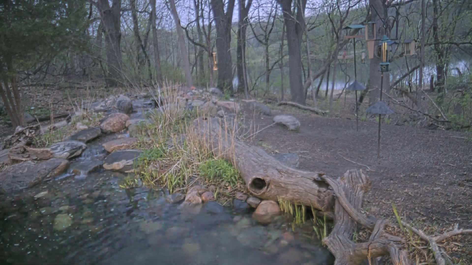 A small stream flows over rocks through a wooded area under an overcast sky.