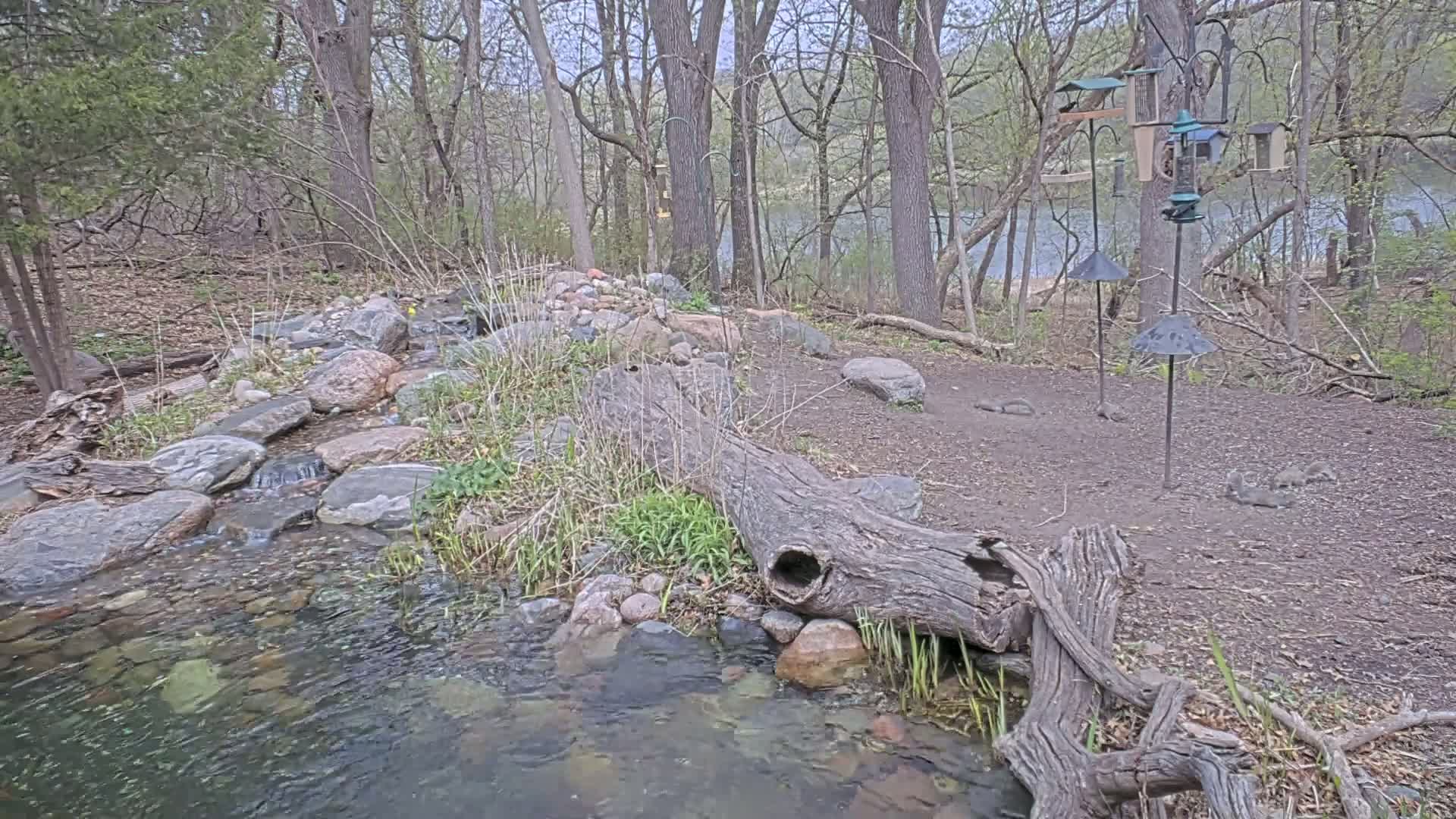 A small stream flows through a wooded area, passing under a fallen log near several bird feeders and rock landscaping.