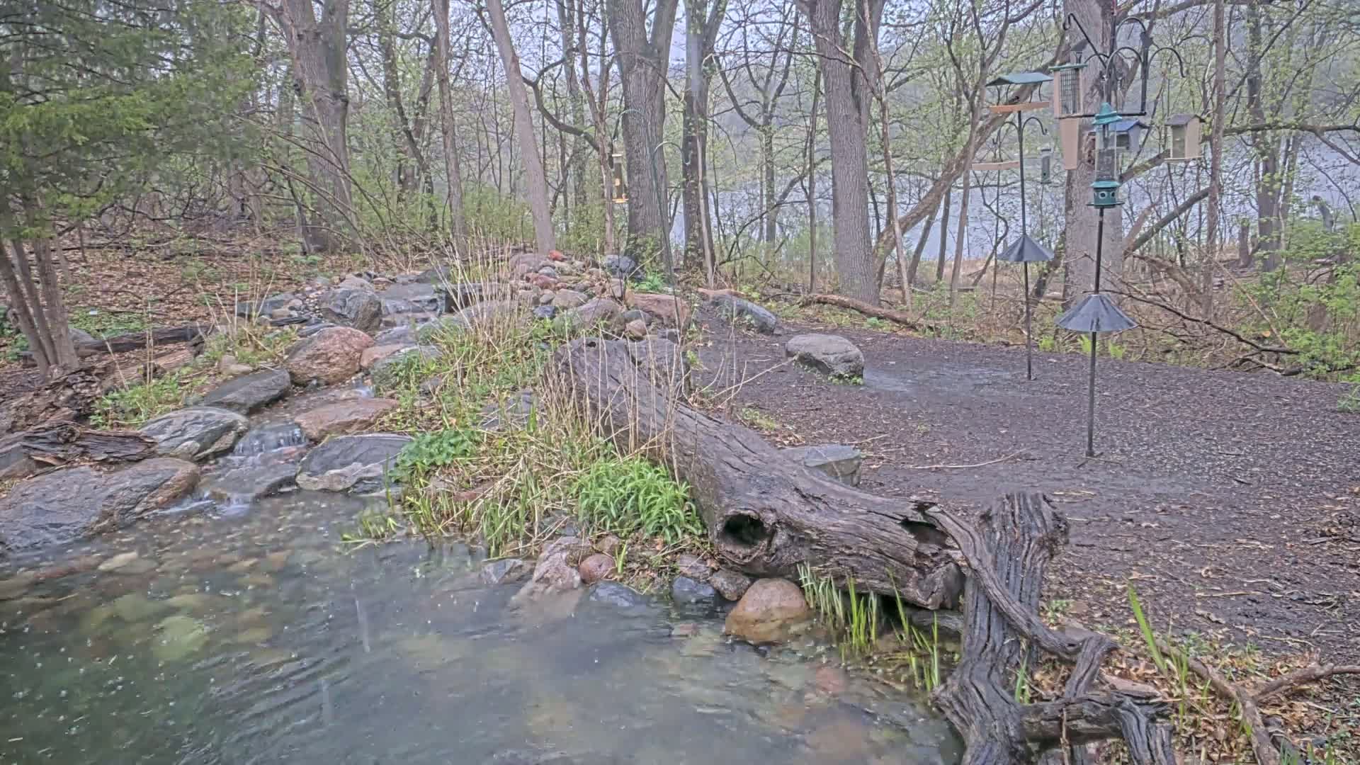 A small stream flows through a wooded area on a rainy day, with a large fallen log partially submerged in the water and several bird feeders visible in the background.