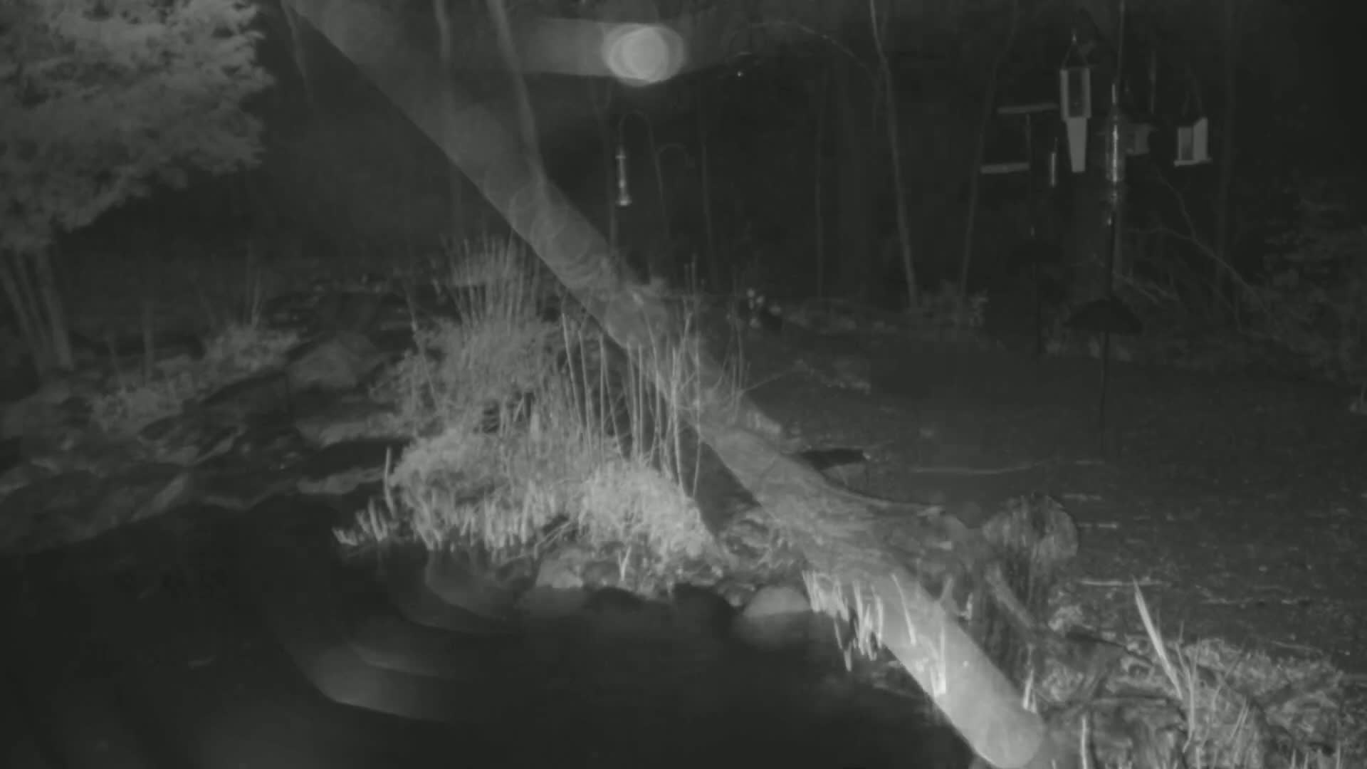 A nighttime, low-light image shows a dark, wooded area with several bird feeders and low-lying vegetation.