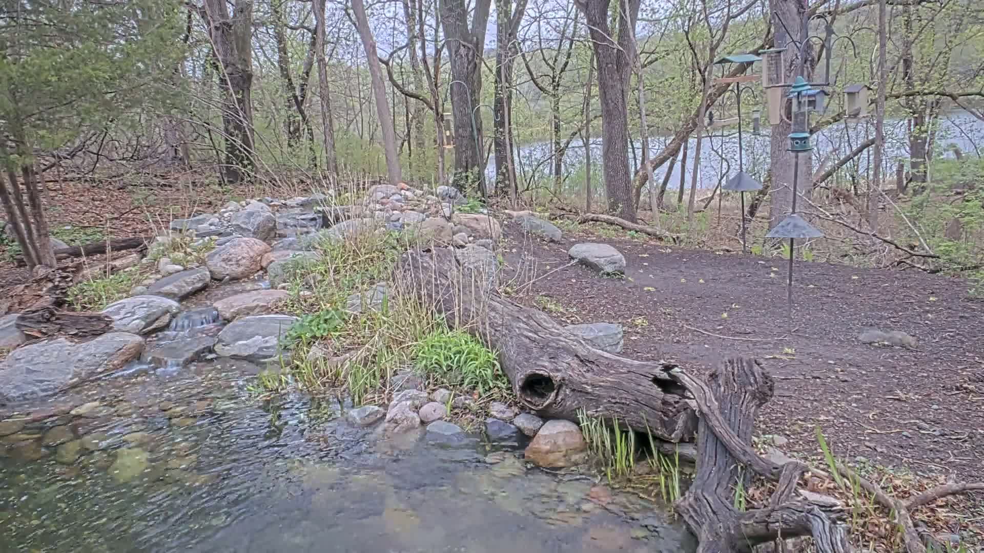 A small stream flows over rocks through a wooded area, with a fallen log partially submerged in the water, and bird feeders visible in the background near a calm body of water.