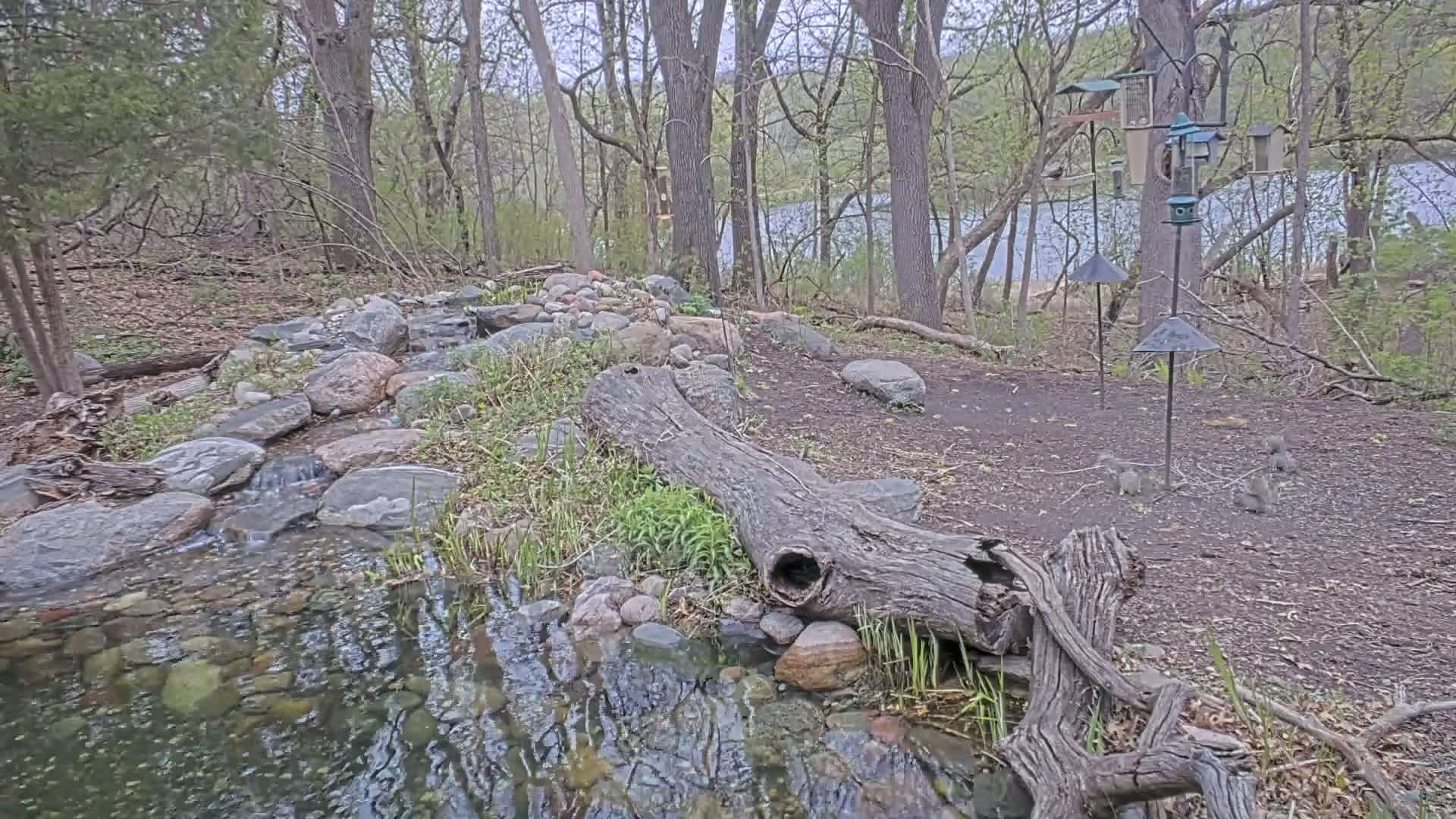 A small creek flows over rocks and past a hollowed-out log in a wooded area near a lake on an overcast day.