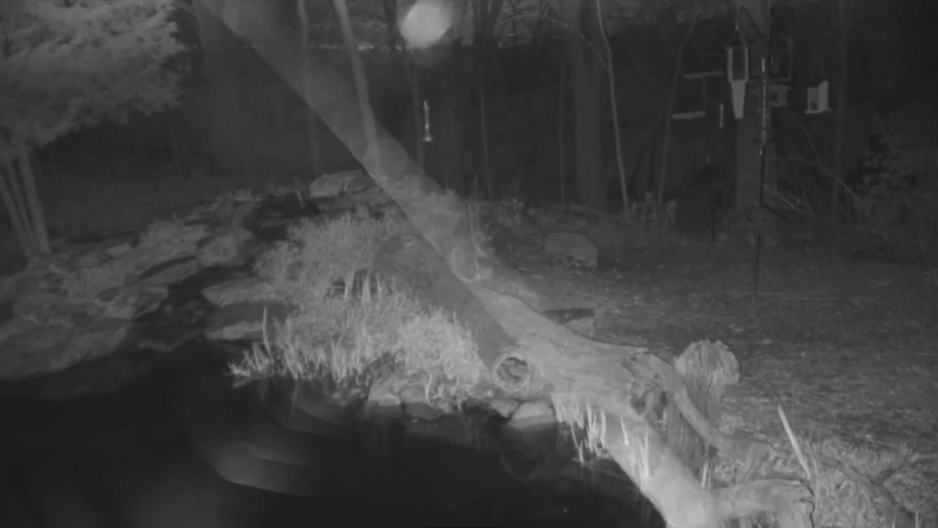 A large fallen log lies partially submerged in a dark body of water at night, surrounded by vegetation and trees.