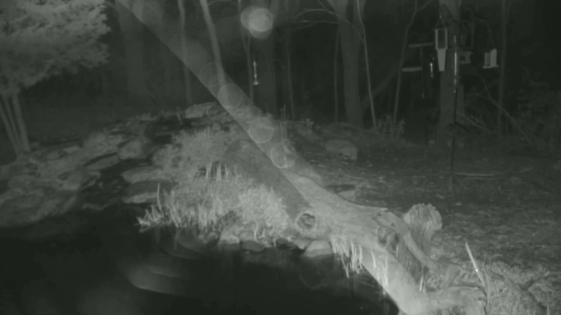 A nighttime, infrared image shows a partially submerged log near a body of water in a wooded area.