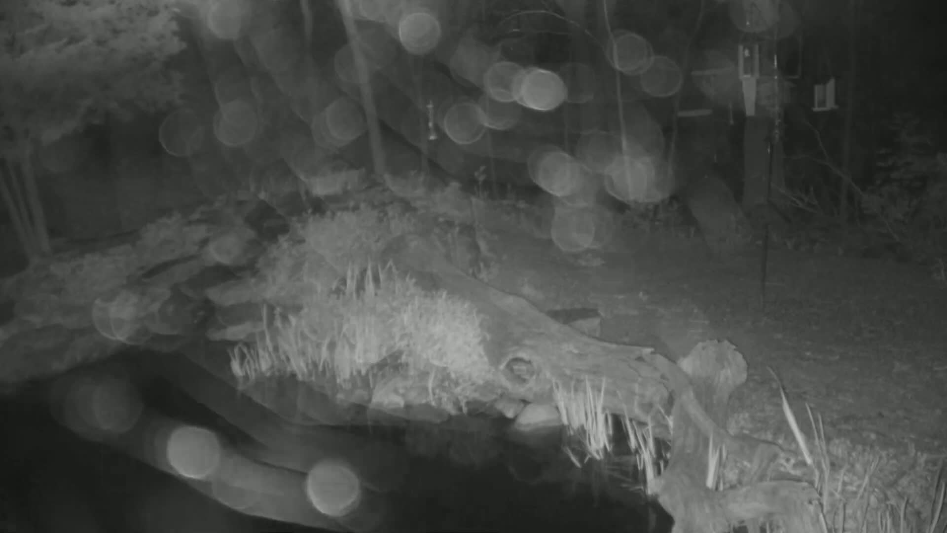 A blurry nighttime image shows a log or large piece of wood partially submerged in water, surrounded by vegetation and illuminated by what seems to be rain.
