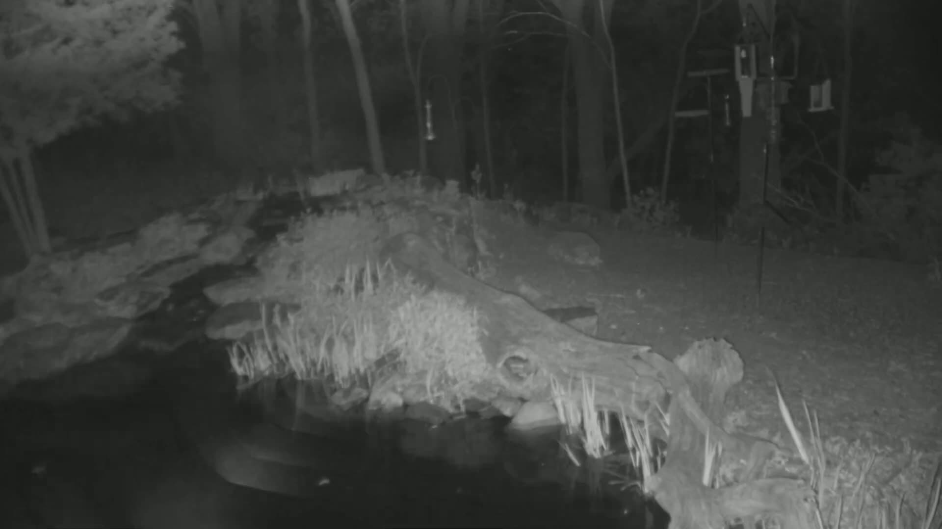 A nighttime infrared image shows a body of water next to a partially submerged log in a wooded area.