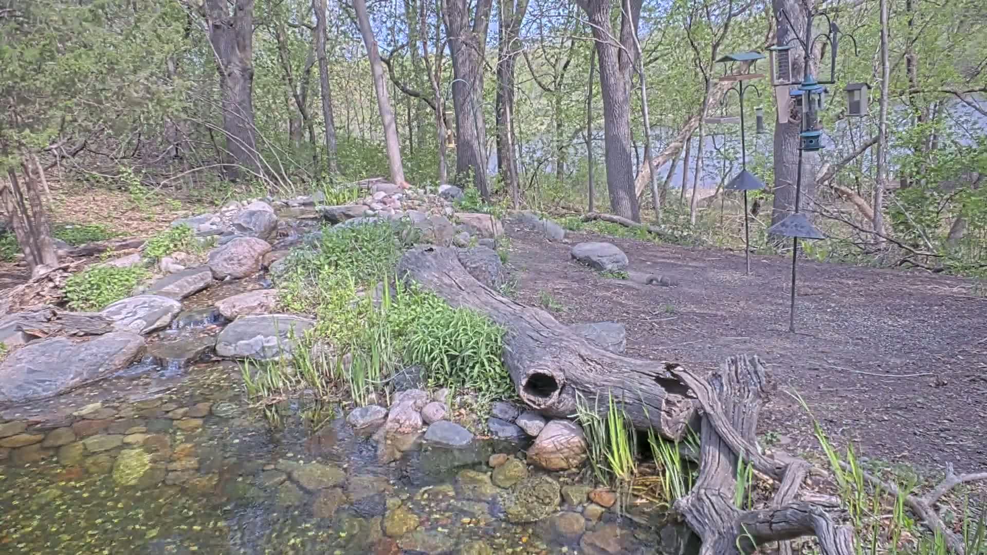 A small stream flows over rocks through a wooded area on a partly sunny day, next to a large, decaying log and several bird feeders.