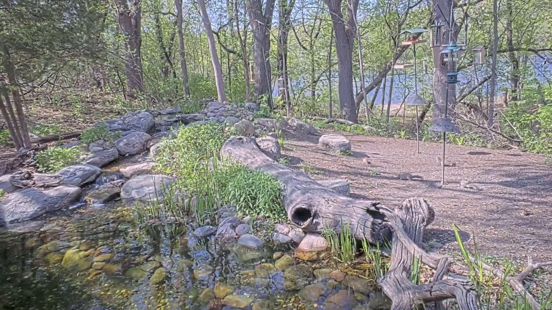 A small stream flows through a wooded area on a sunny day, with a large log acting as a bridge over part of the stream and several bird feeders visible in the background.