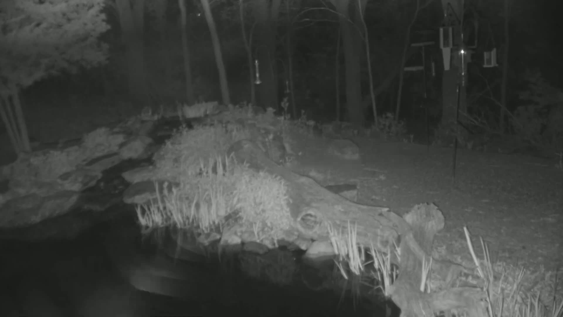A nighttime infrared image shows a pond in a wooded area with a fallen log partially submerged in the water, surrounded by vegetation and bird feeders.