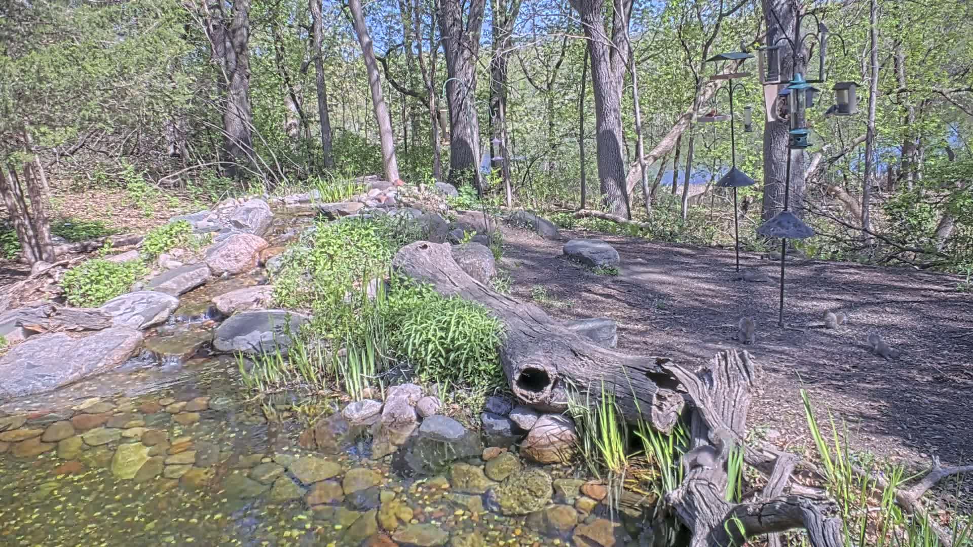 A small stream flows over rocks through a wooded area with several bird feeders and squirrels nearby on a sunny day.