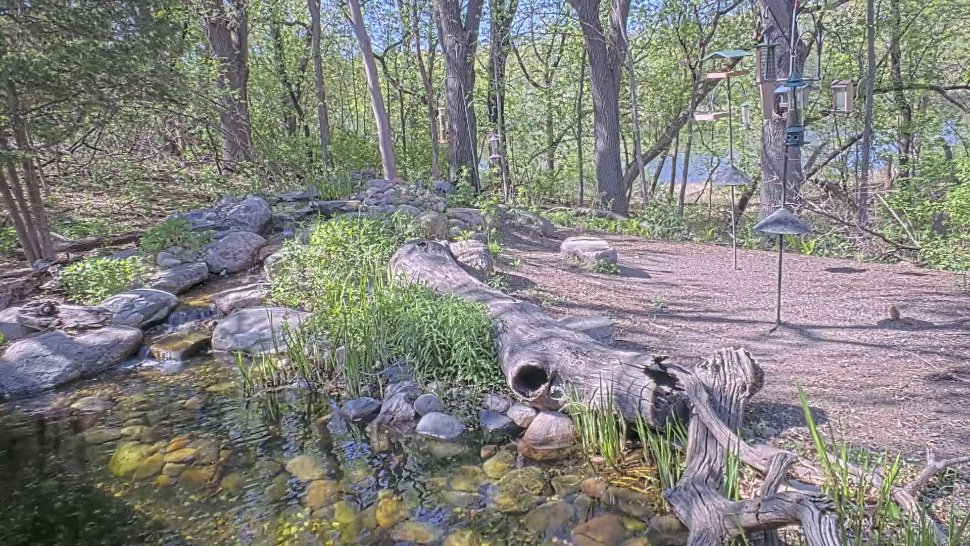 A small creek flows over rocks and through a wooded area on a sunny day, with several bird feeders visible in the background.