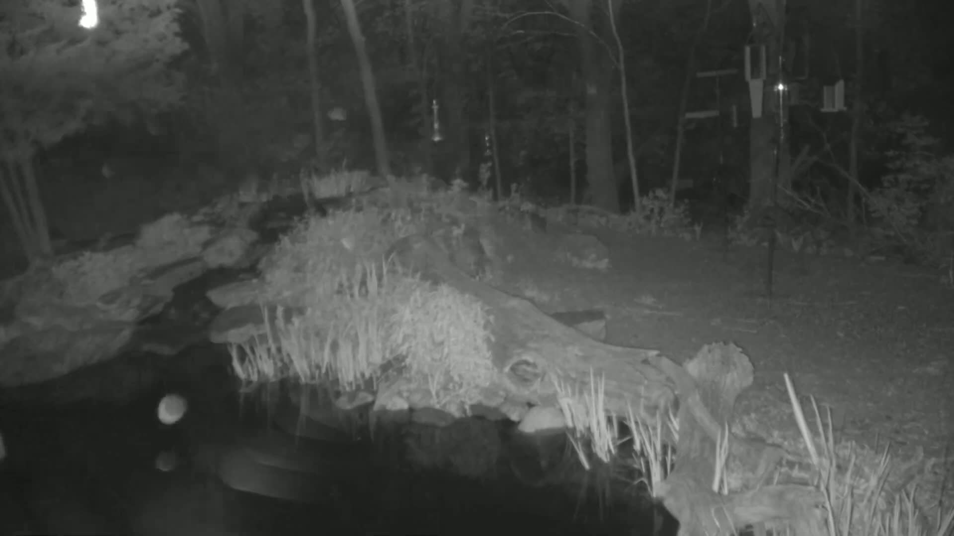 A nighttime, infrared image shows a pond's edge with a partially submerged log, surrounded by tall grasses and trees.