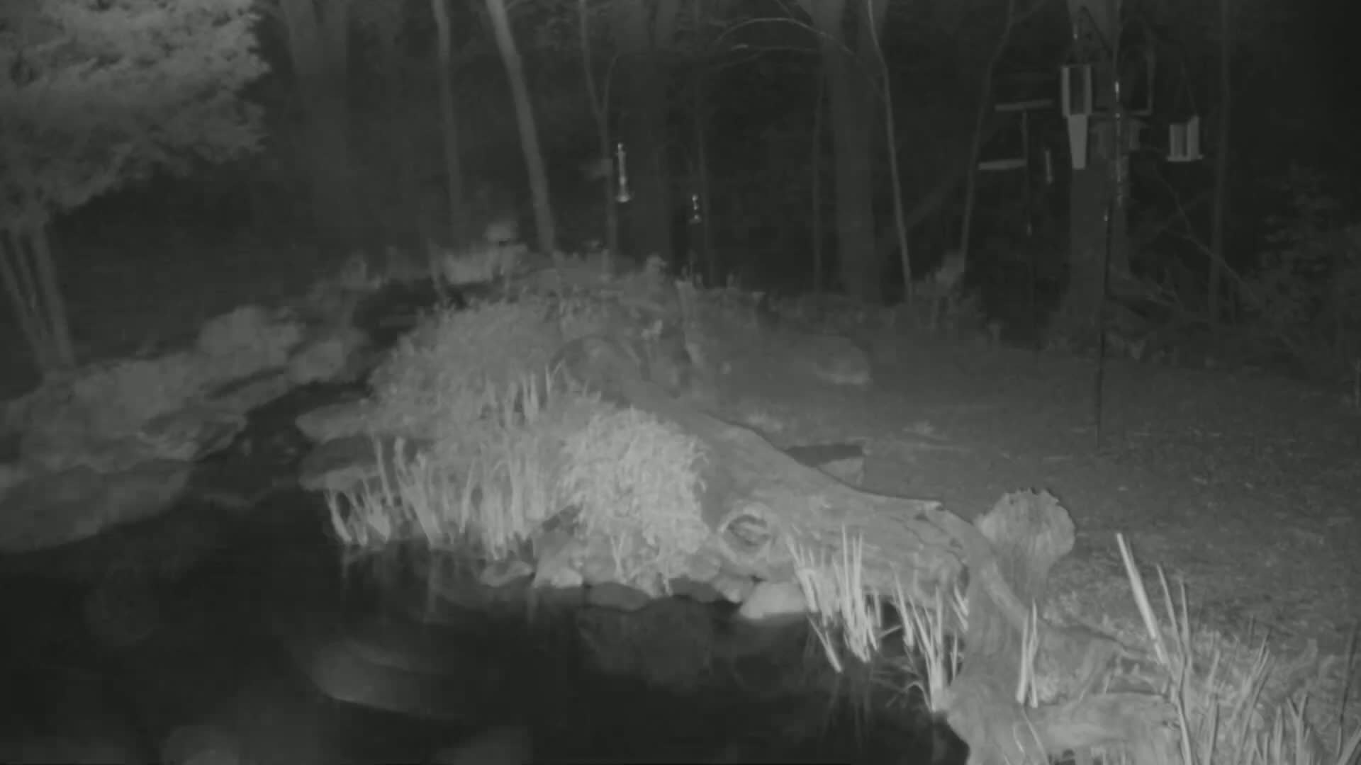 A nighttime, grayscale image shows a dark body of water, partially bordered by a large log and tall grasses, all situated within a wooded area.