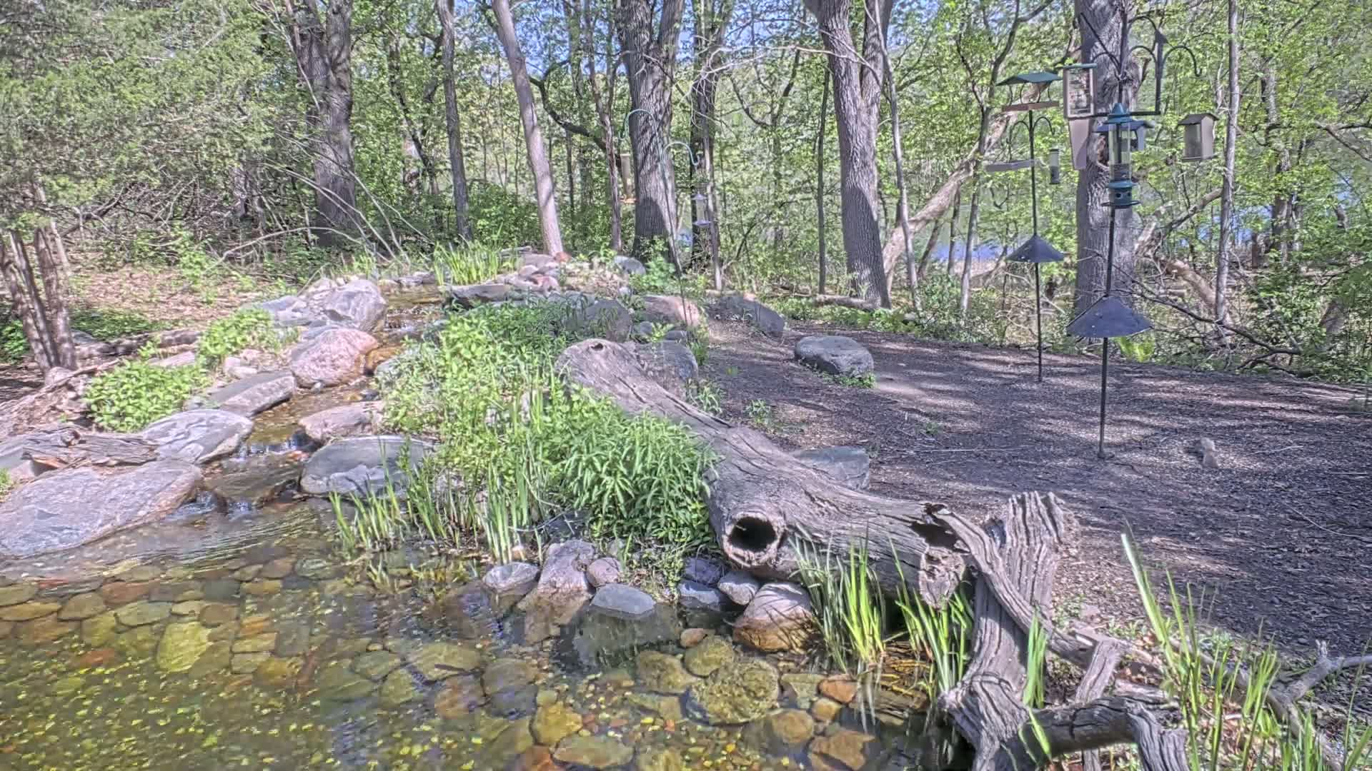 A small stream flows over rocks through a wooded area on a sunny day, with several bird feeders visible in the background.
