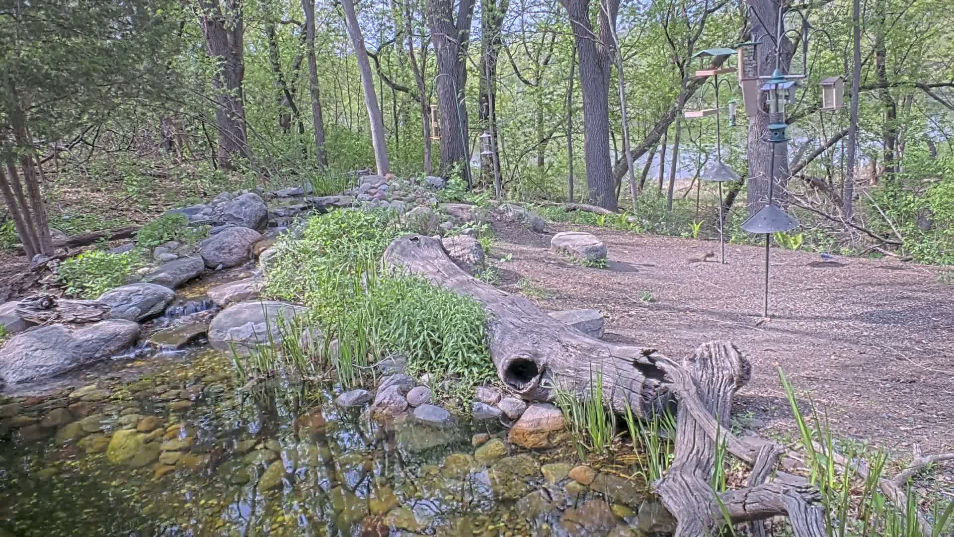A small pond fed by a stream flows through a wooded area with several bird feeders and a large, decaying log.