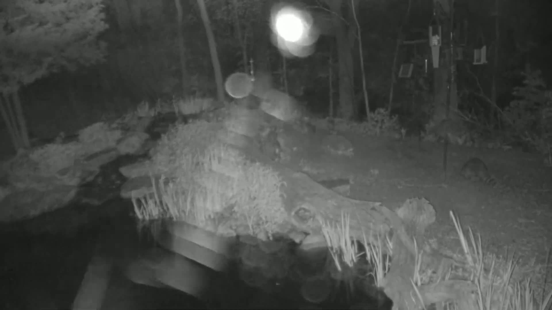 A nighttime, low-light image shows a partially submerged log in a body of water surrounded by vegetation and trees.