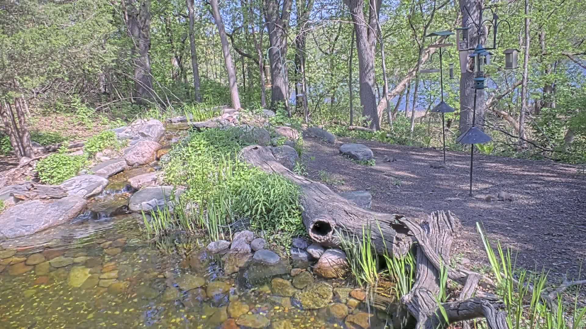 A small stream flows through a wooded area on a sunny day, with several bird feeders and a large decaying log near the water's edge.