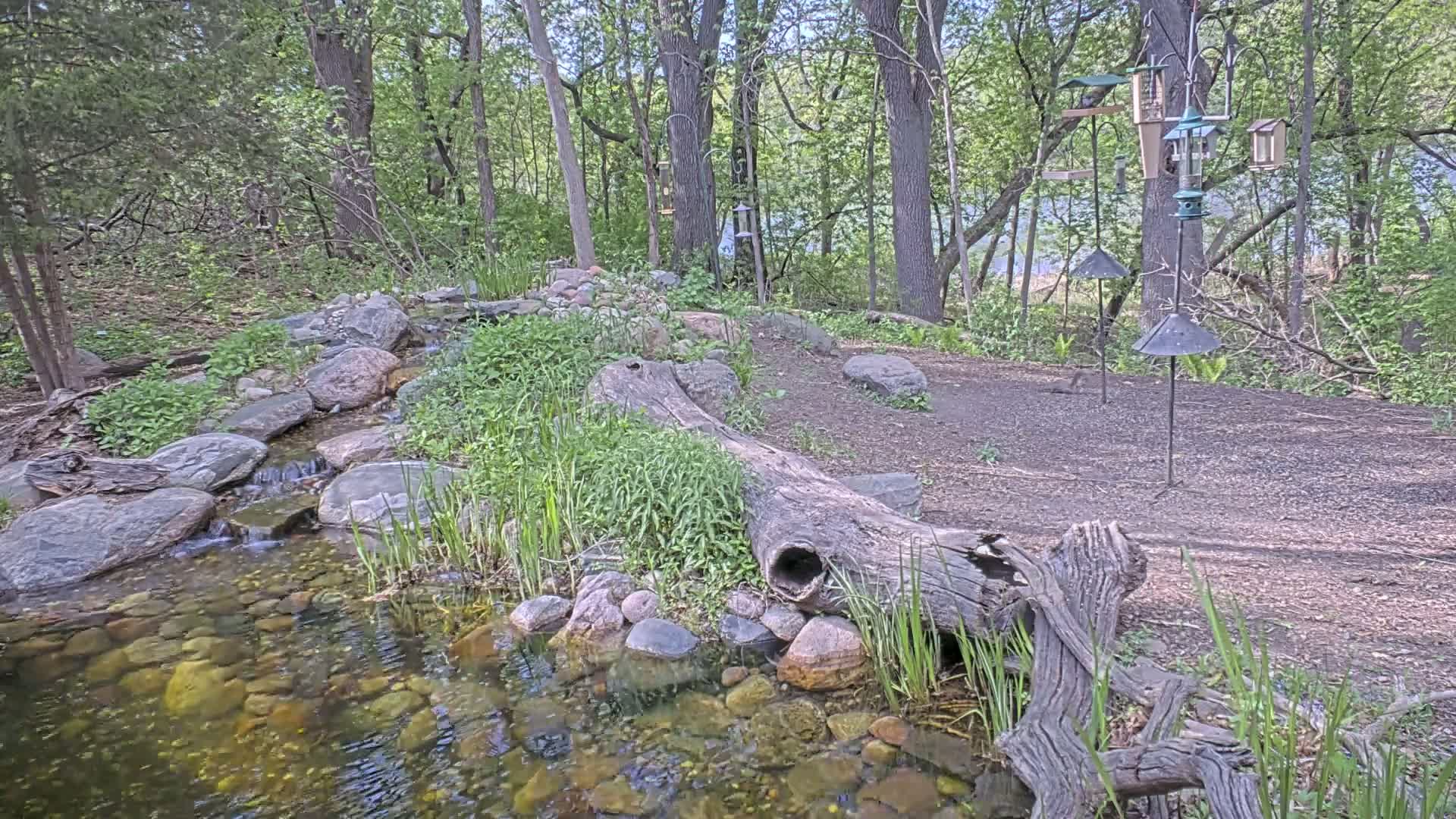 A small creek flows through a wooded area, with a decaying log acting as a natural bridge over part of the stream, several bird feeders are visible in the background.