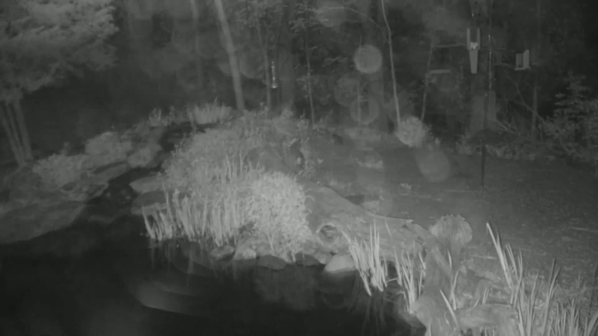A nighttime, infrared image shows a dark pond surrounded by vegetation and rocks in a wooded area.
