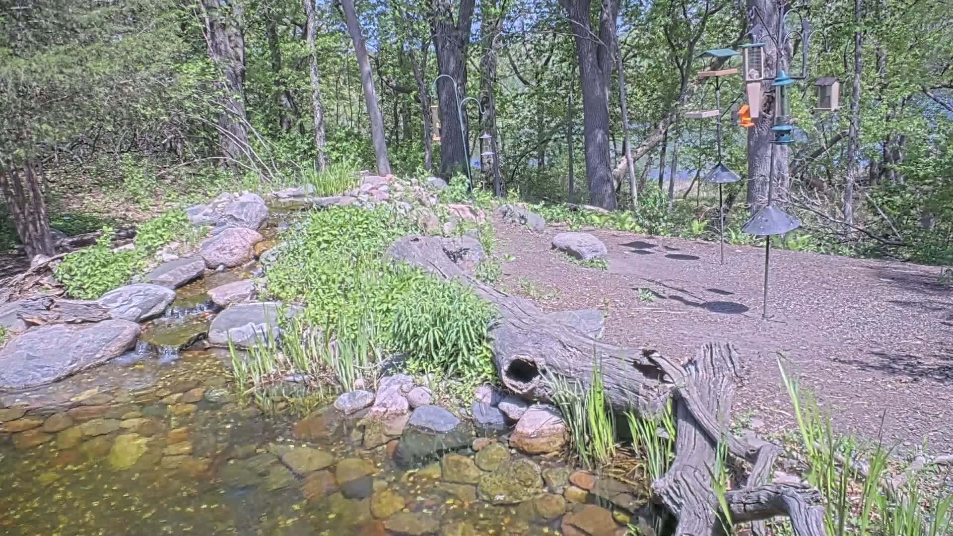A small stream flows over rocks through a wooded area, past a hollow log and several bird feeders on stands.