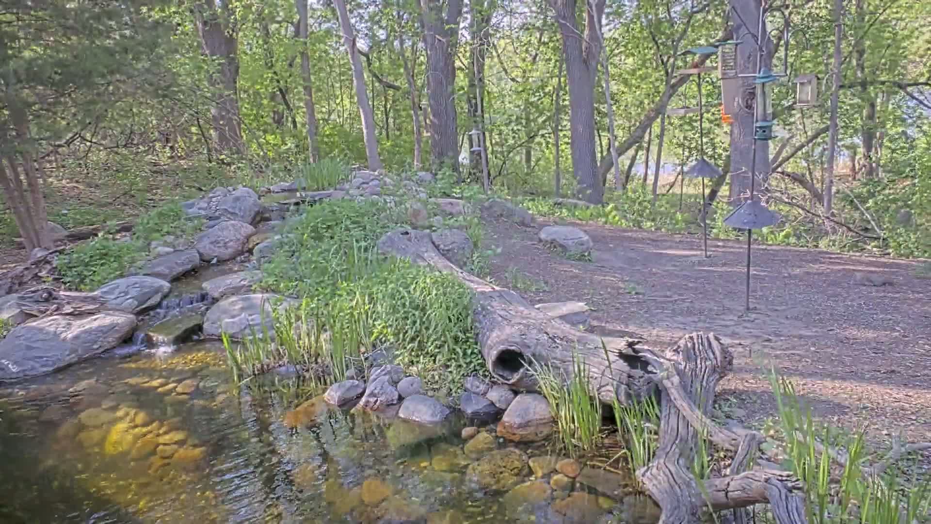 A small stream flows over rocks through a wooded area on a sunny day, with a fallen log acting as a bridge and bird feeders in the background.