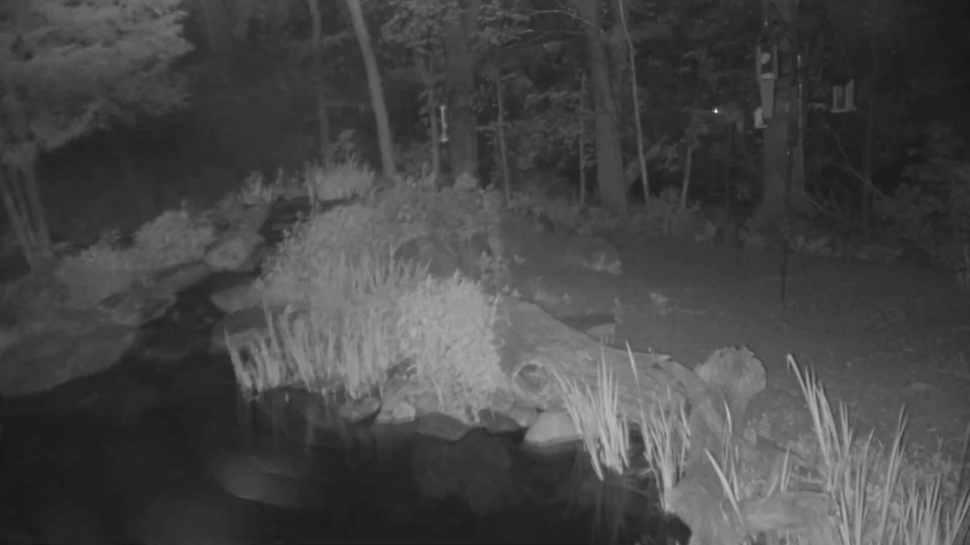 A nighttime, grayscale image shows a pond surrounded by vegetation and trees, with bird feeders visible in the background.
