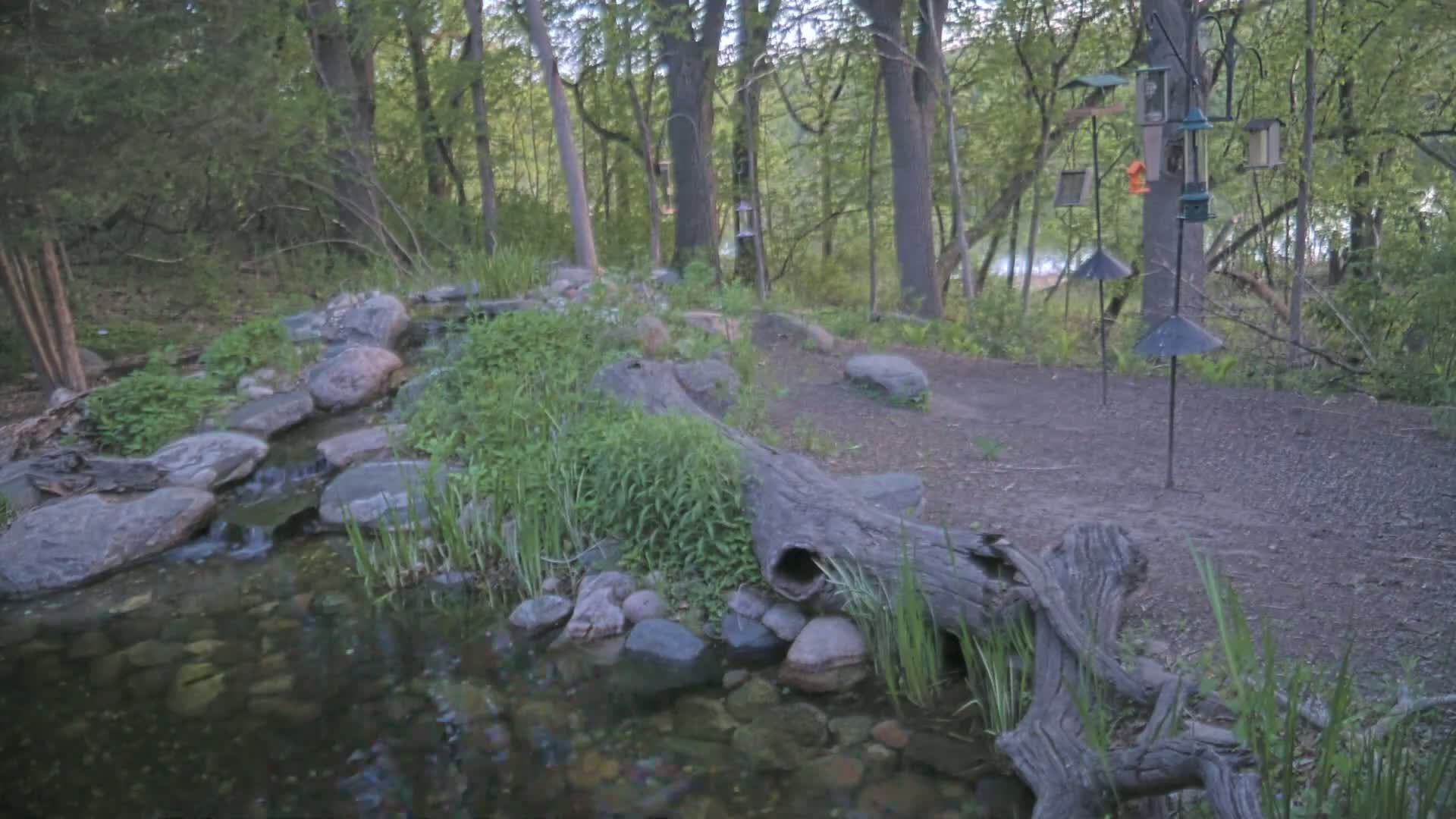 A small stream flows over rocks in a wooded area, with several bird feeders on poles in the background.