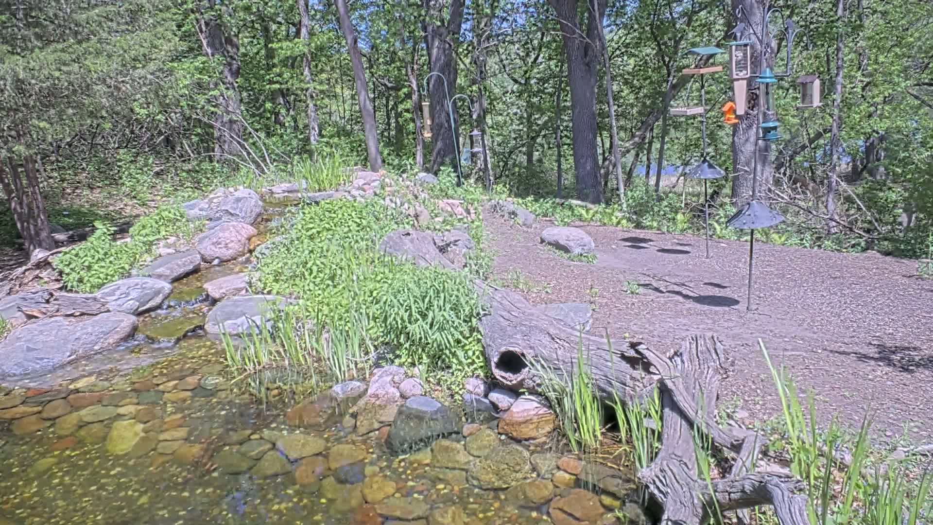 A small stream flows over rocks through a woodland area with several bird feeders and a hollow log near a pond.