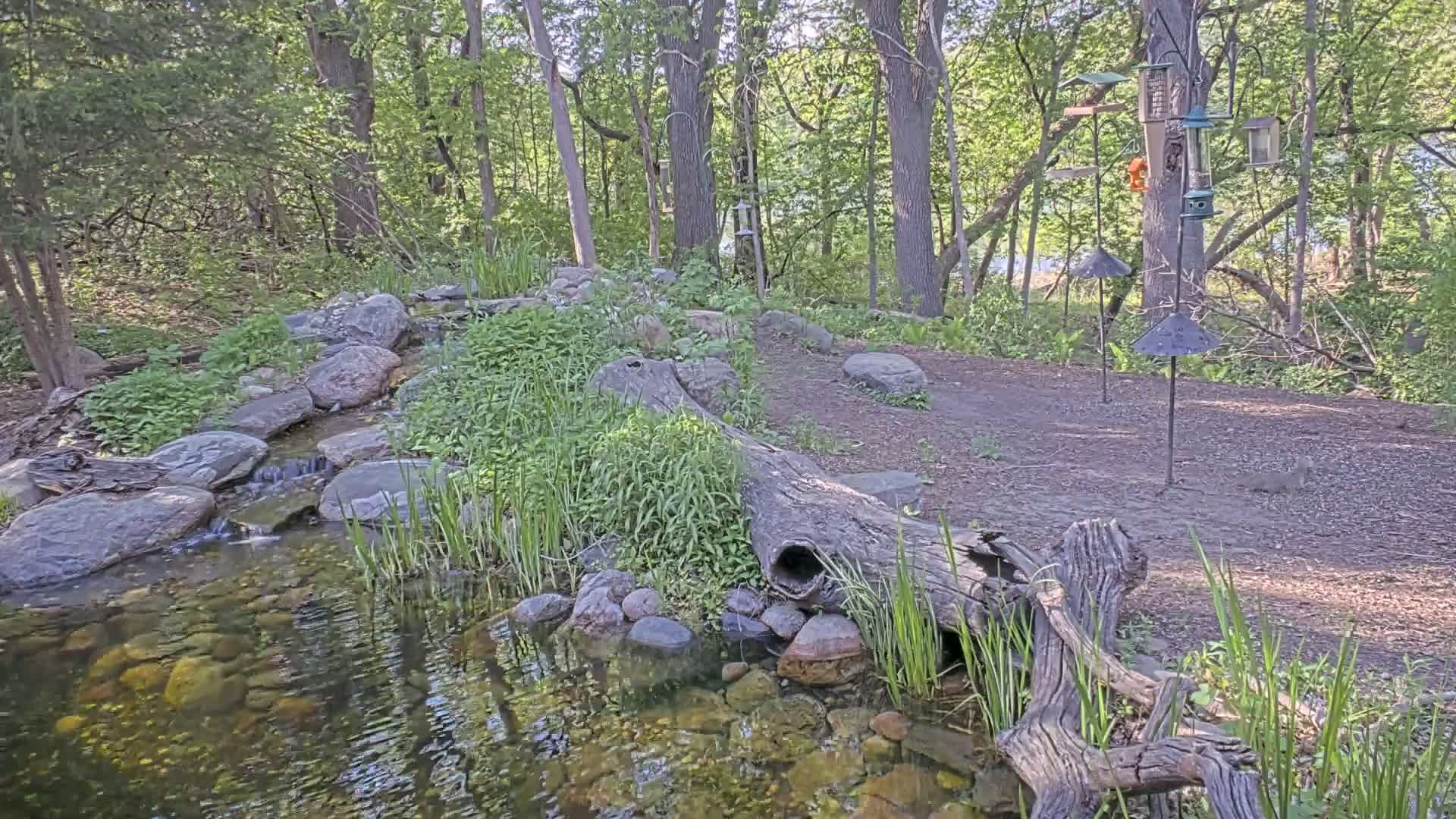 A small, clear stream flows over rocks through a wooded area on a sunny day, with several bird feeders visible in the background.