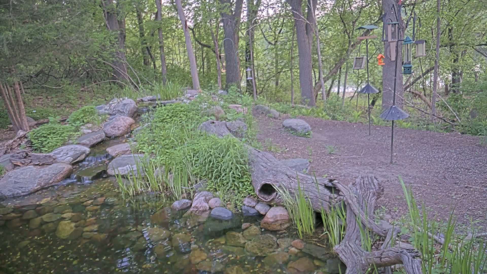 A small pond and stream flow through a wooded area, rocks and plants line the water's edge, and several bird feeders are mounted on posts nearby.