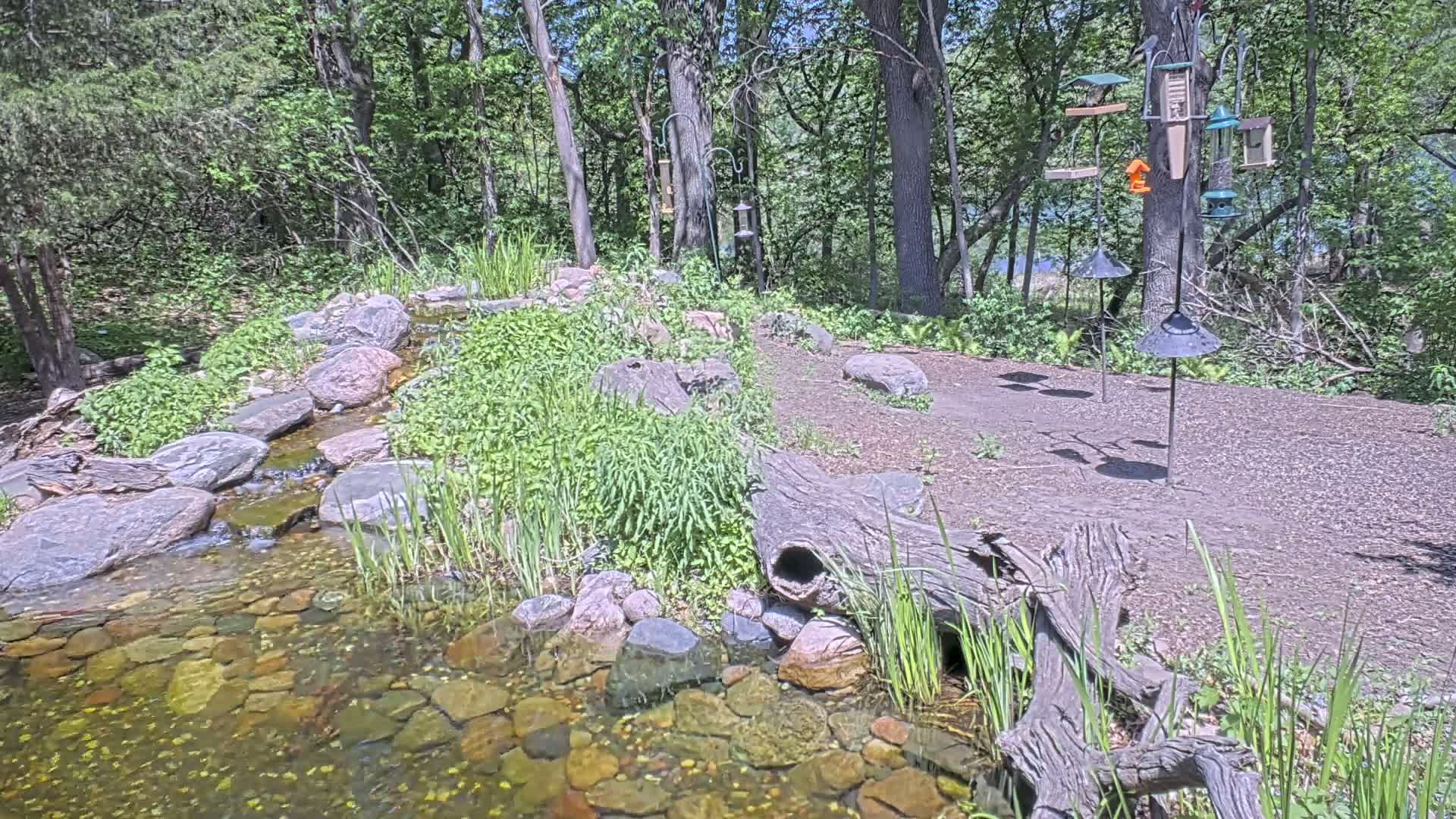 A small stream flows through a rocky area surrounded by lush green vegetation and several bird feeders hanging from posts under a sunny sky.