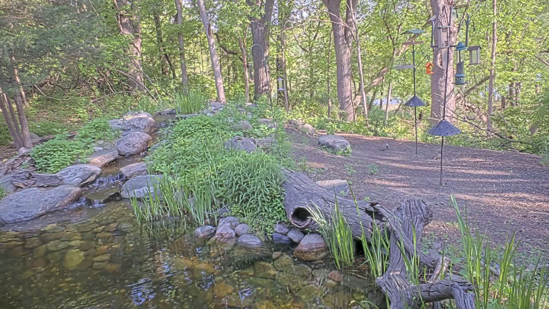 A small stream flows through a wooded area, alongside a gravel path and several bird feeders.