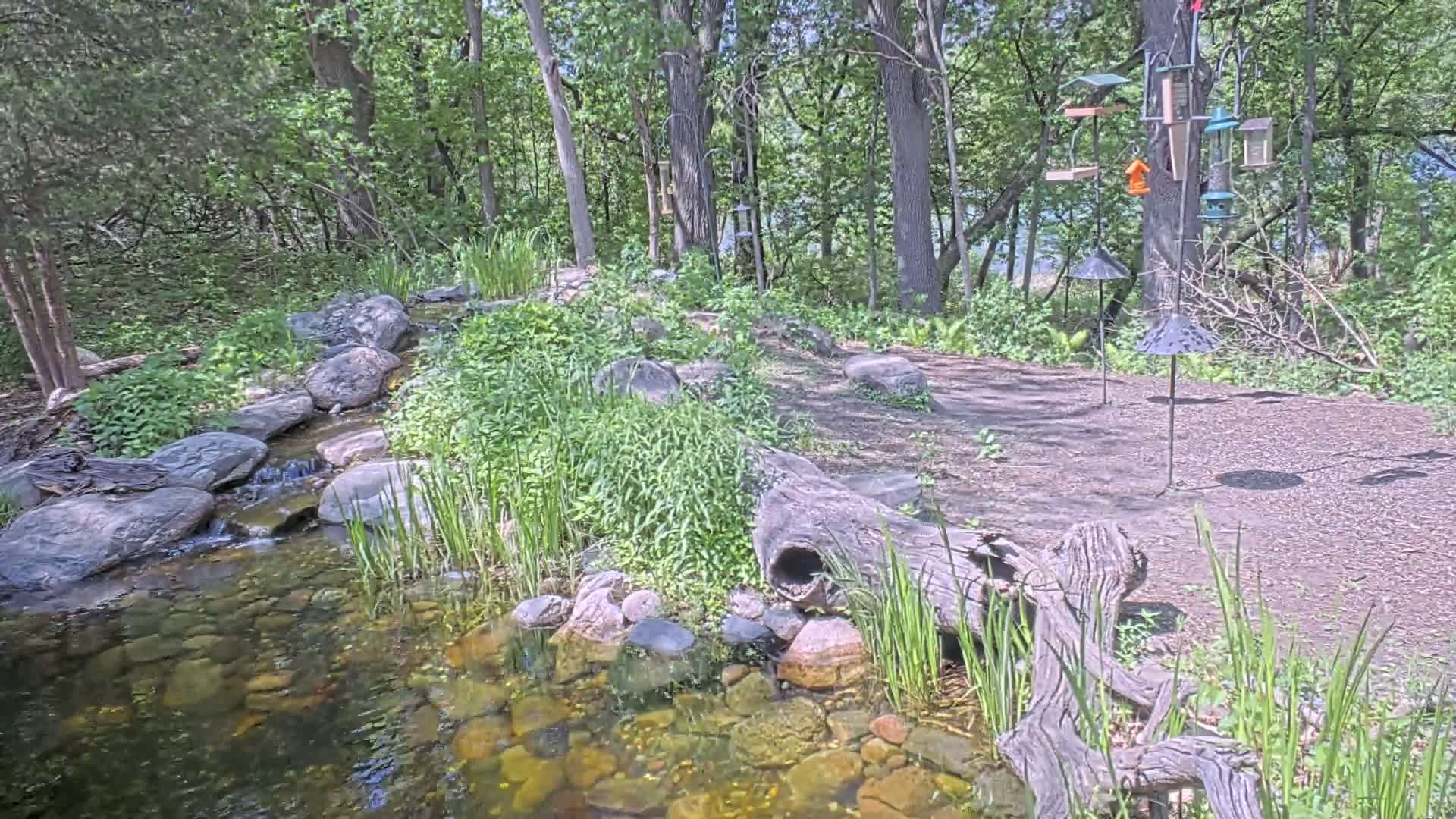 A small stream flows over rocks and through lush green vegetation, past several bird feeders in a wooded area on a sunny day.