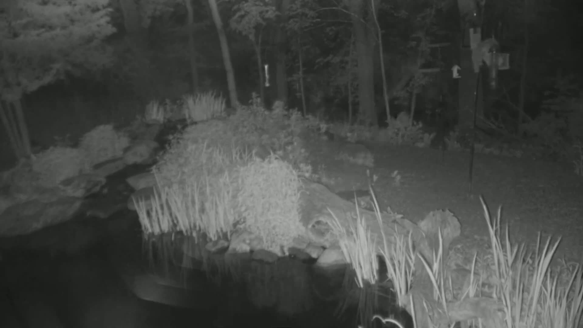 A nighttime infrared image shows a pond surrounded by vegetation and trees.