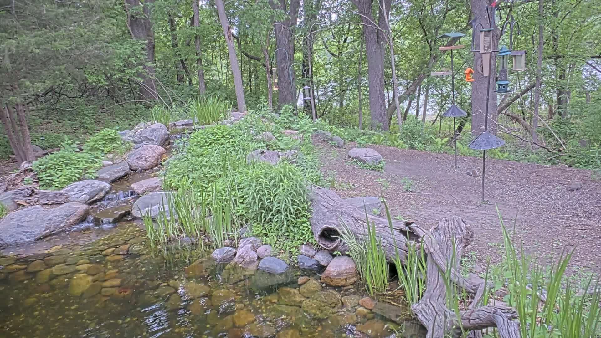 A small stream flows through a wooded area, cascading over rocks and bordered by lush vegetation and several bird feeders on tall posts.