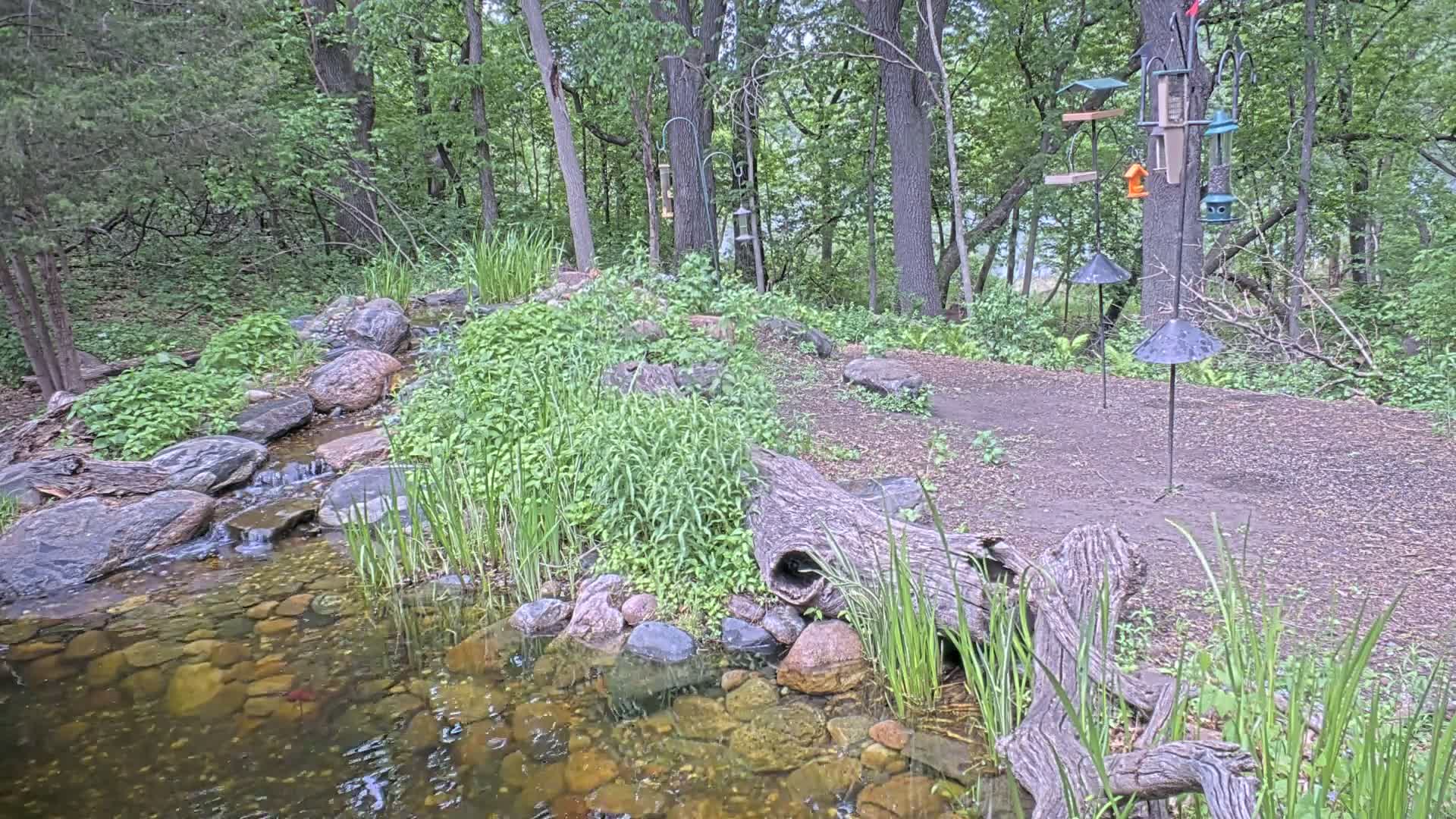 Bloomington, Richardson Nature Center Live Cam – Bloomington, Hennepin, Minnesota, USA