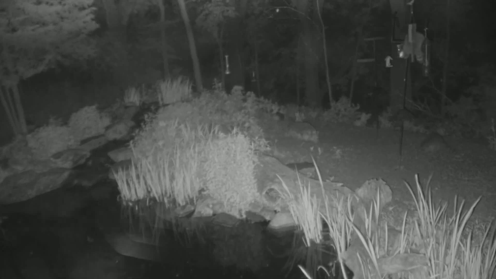 A nighttime, grayscale image shows a small pond surrounded by tall grasses and rocks in a wooded area.