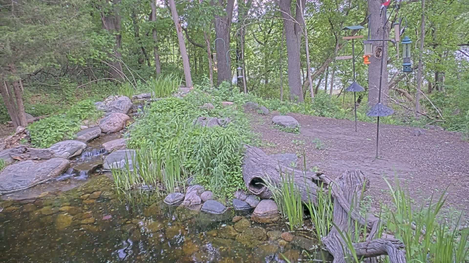 A small stream flows through a wooded area with a pond, rocks, and several bird feeders on tall posts.