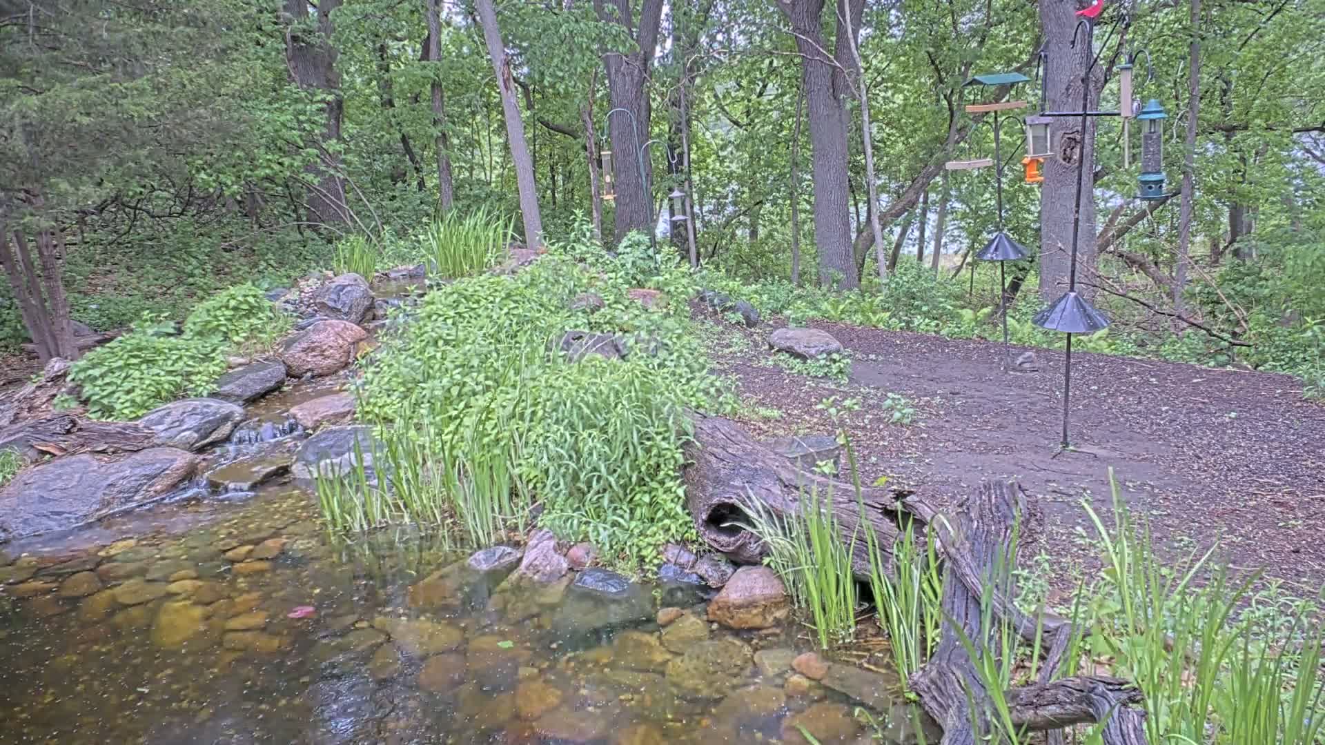 A small, shallow stream flows through a wooded area, bordered by rocks and lush green vegetation, with several bird feeders standing in the background.