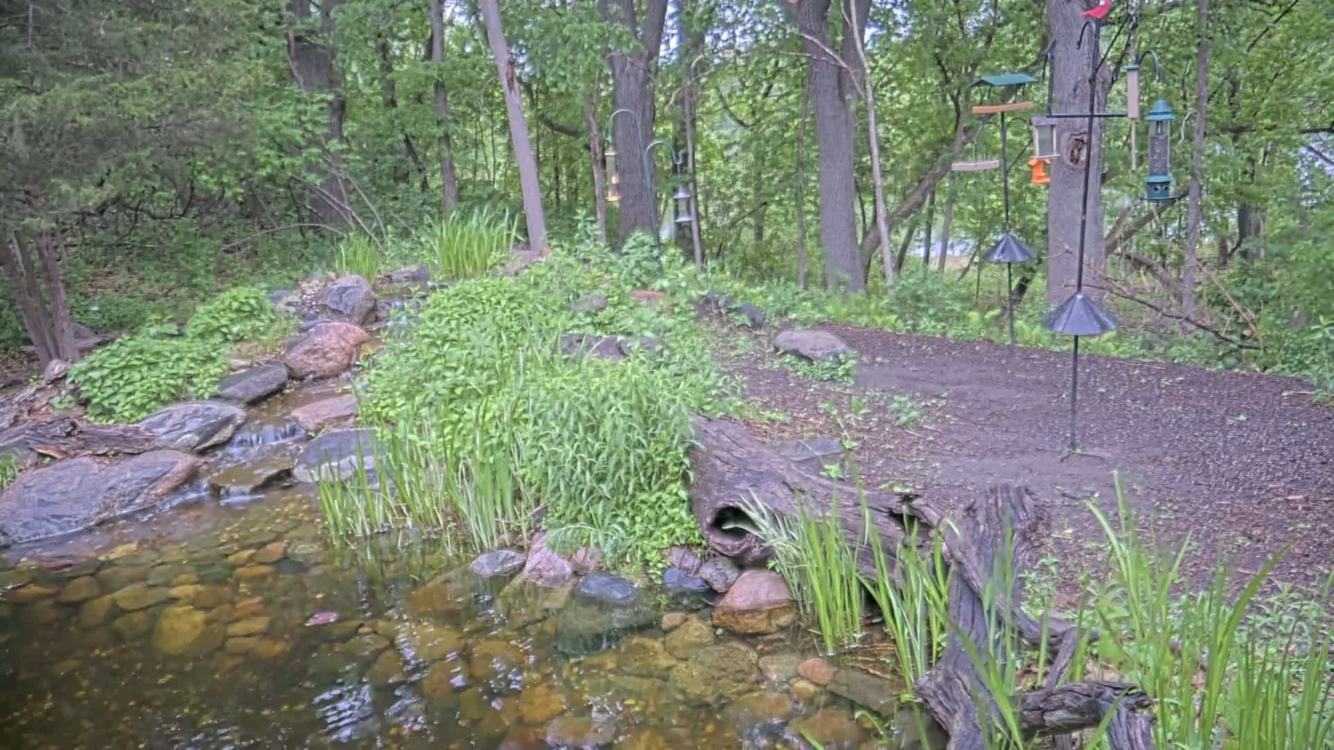 Bloomington, Richardson Nature Center Live Cam – Bloomington, Hennepin, Minnesota, USA
