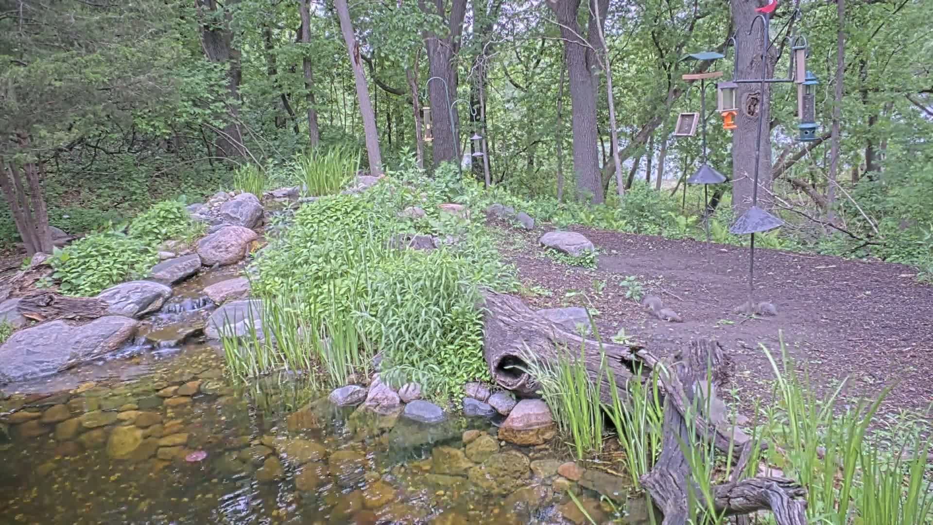 A small stream flows through a wooded area with lush green vegetation, several rocks lining its banks, and a fallen log acting as a partial dam.