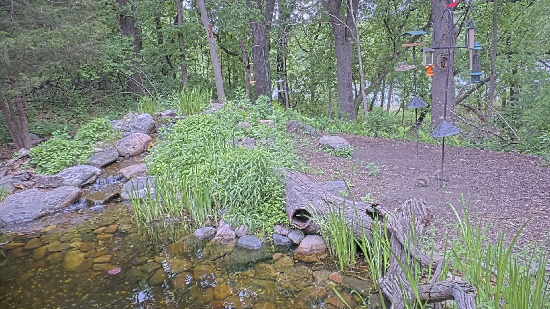 A small pond fed by a trickling stream is nestled amongst a wooded area with several bird feeders and squirrels nearby.