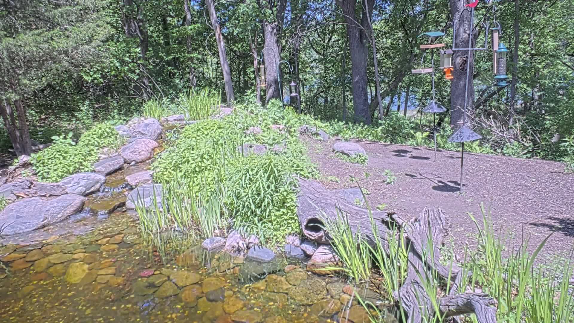 A small stream flows over rocks through lush green vegetation, bordered by a log and several bird feeders, under a sunny sky.
