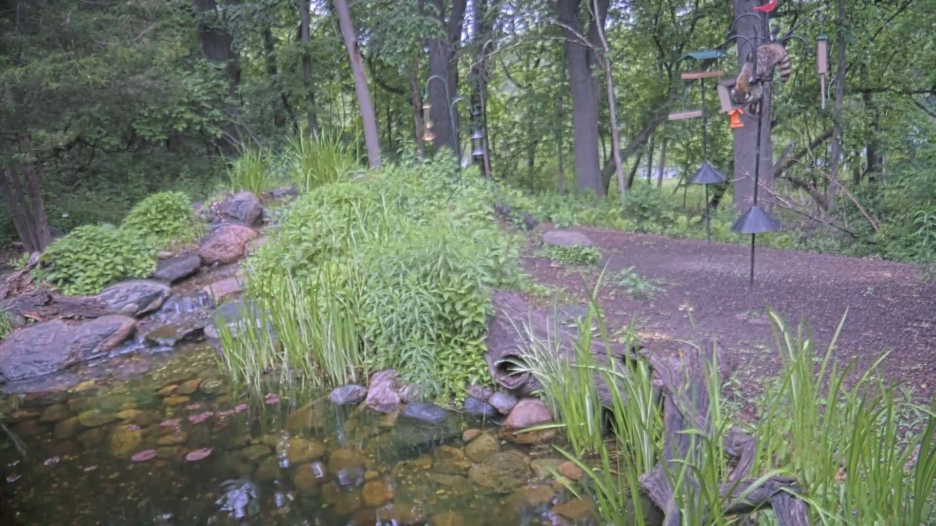 A small pond with a waterfall, surrounded by lush greenery and rocks, sits in a wooded area.