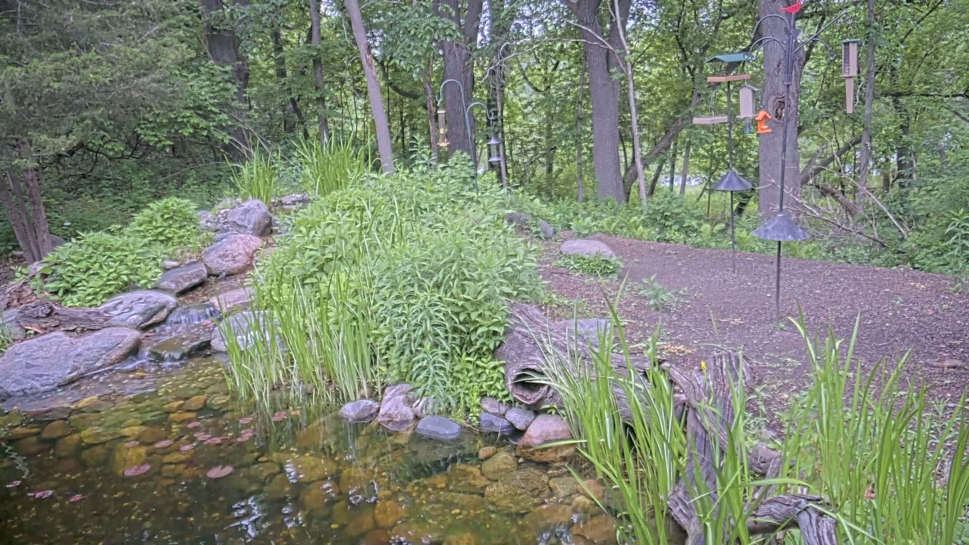 A small pond with a waterfall flows through a lush, wooded area with several bird feeders on metal poles.