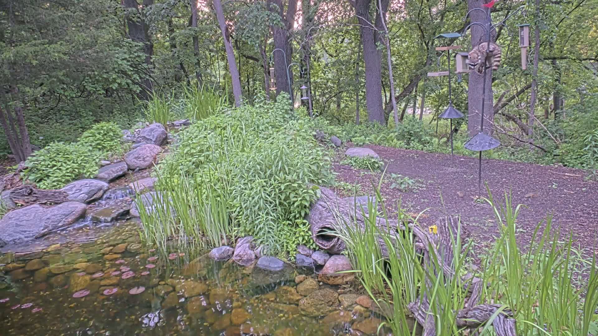 A small pond with a trickling waterfall is nestled in a wooded area with tall grasses and bird feeders.