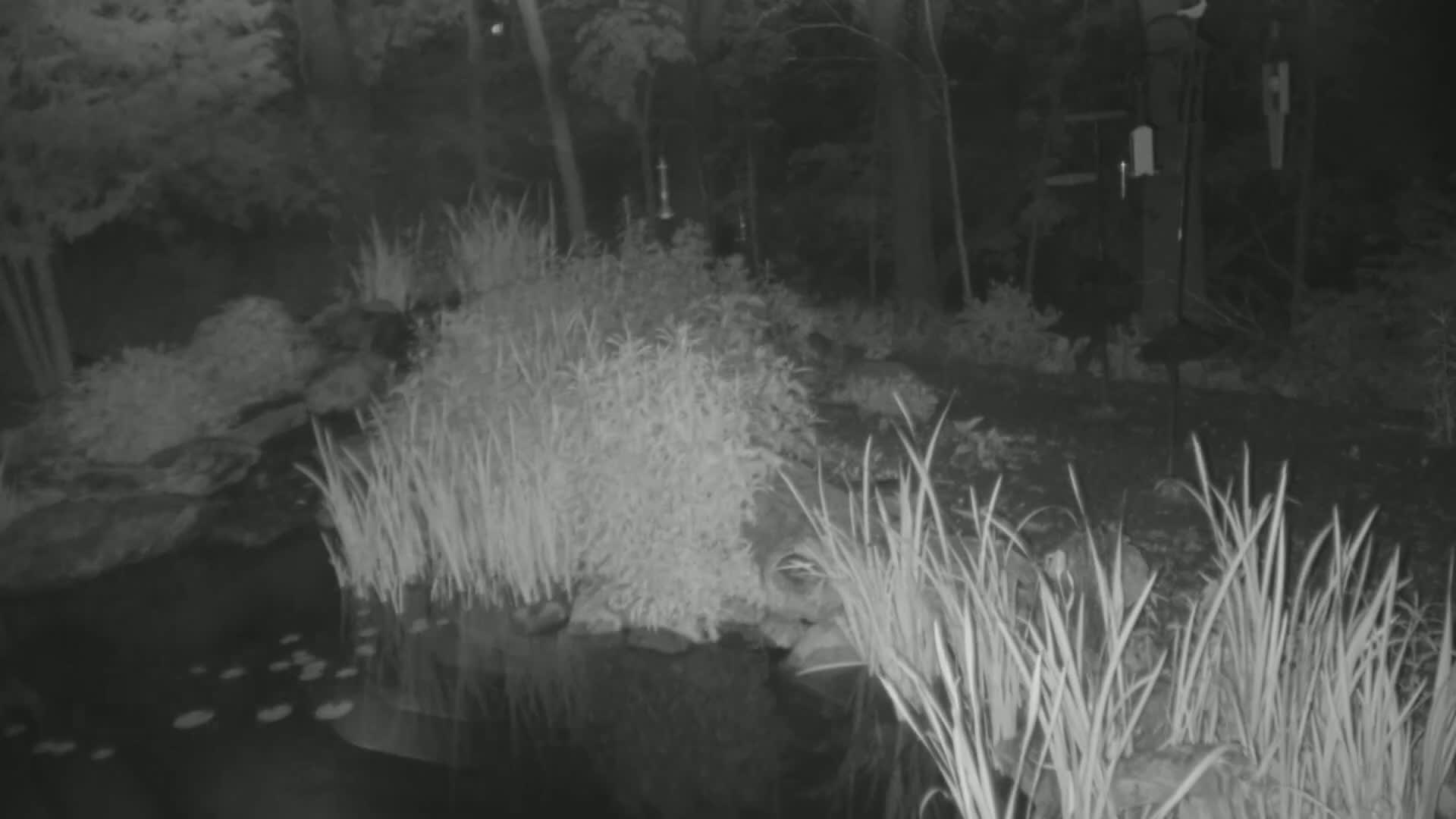A nighttime, infrared image shows a pond surrounded by tall grasses and vegetation, with trees in the background.