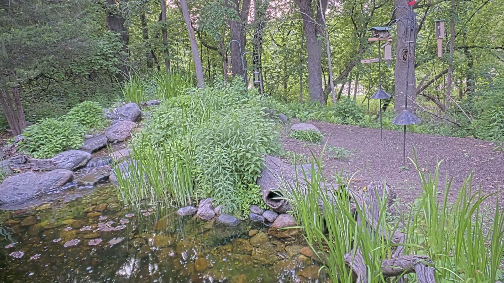 A small pond with a gentle stream flows through a wooded area with various bird feeders.
