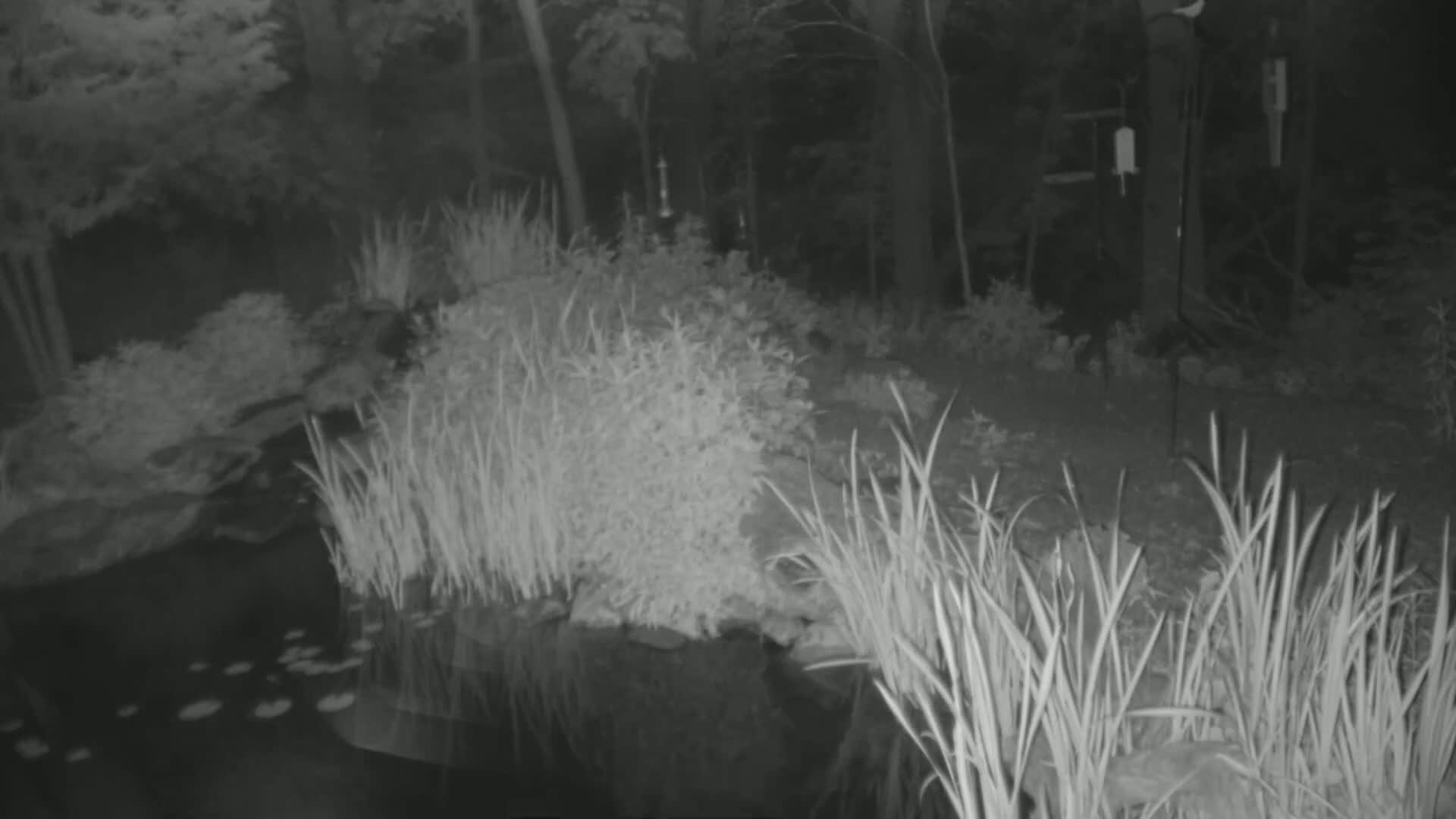 A nighttime infrared image shows a pond with lily pads, surrounded by tall grasses and shrubs, in a wooded area.